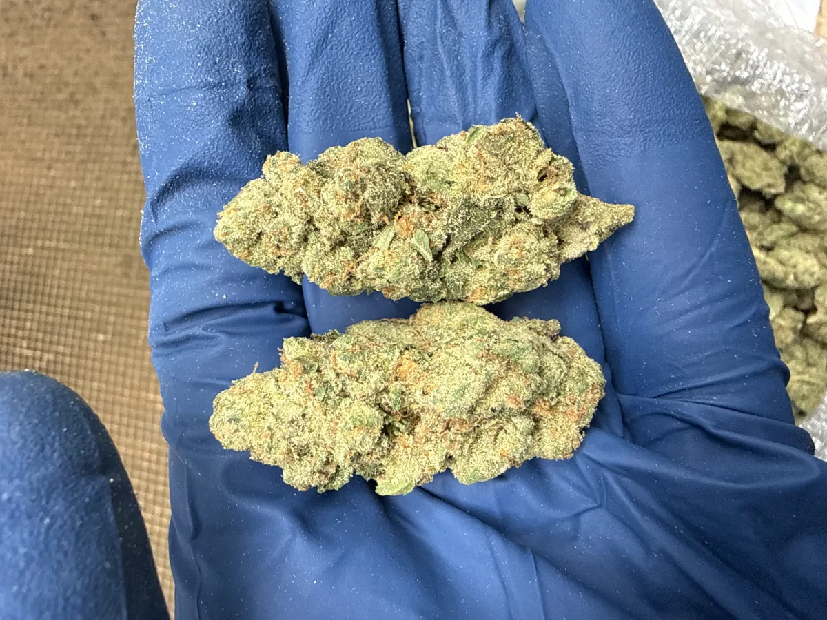 Lemon Fizz Flower